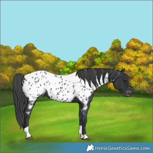 Horse Color:Black Tobiano Appaloosa 