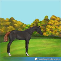 Horse Color:Liver Chestnut 