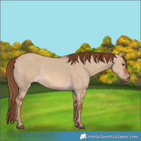 Horse Color:Red Dun Rabicano 