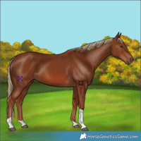 Horse Color:Chestnut Tobiano