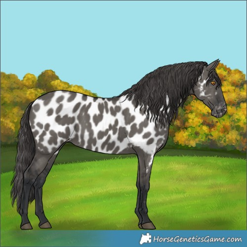 Horse Color:Grullo Appaloosa 