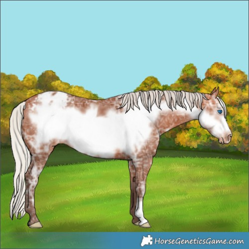 Horse Color:Silver Bay Ice Frame Appaloosa 