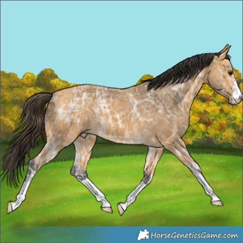 Horse Color:Buckskin Ice 