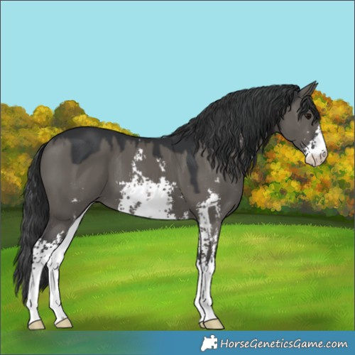 Horse Color:Grullo Sabino 