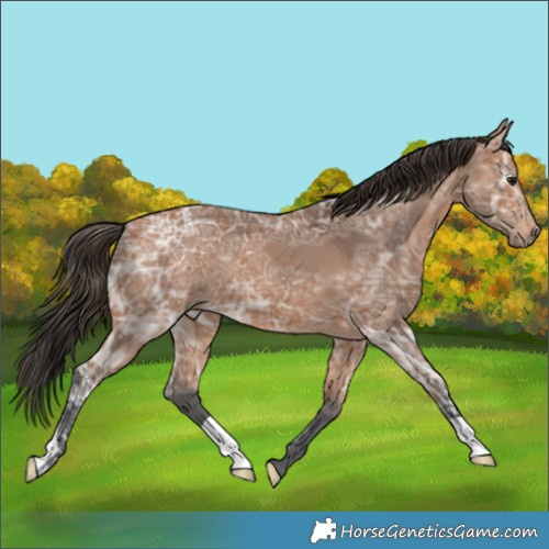 Horse Color:Bay Ice 