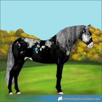 Horse Color:White Spotted Brown Onyx 
