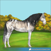 Horse Color:Brown Onyx Sabino Splash Appaloosa Rabicano Brindle 