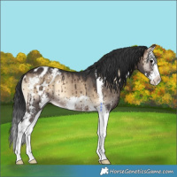 Horse Color:Brown Onyx Sabino Splash Appaloosa Rabicano Brindle 