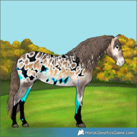 Horse Color:White Spotted Buckskin Onyx Near Leopard 