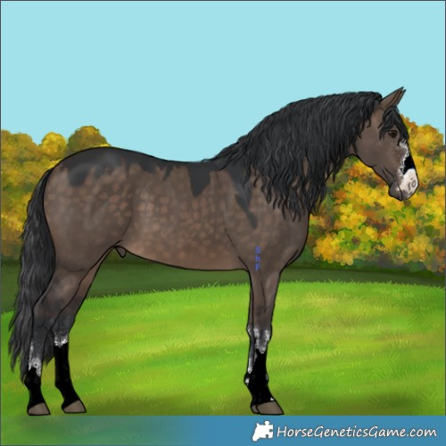 Horse Color:Brown Dun 
