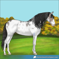 Horse Color:White Spotted Brown Sabino Near Leopard 