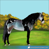 Horse Color:White Spotted Brown Onyx Mushroom Tobiano 