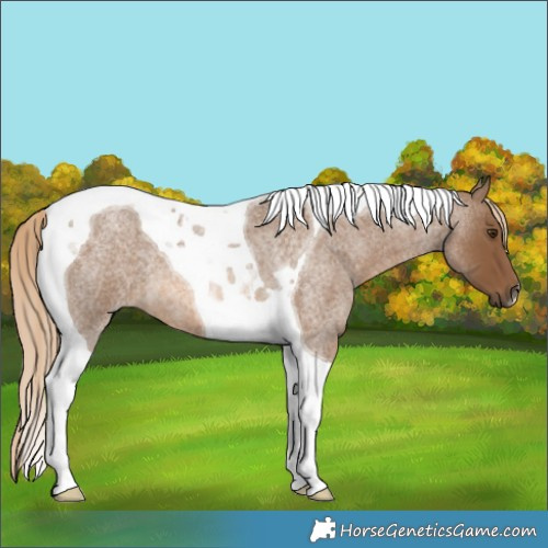 Horse Color:Chocolate Palomino Roan Tobiano 