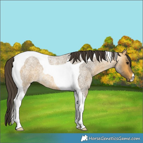 Horse Color:Buckskin Roan Tobiano 
