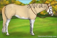 Horse Color:Gold Champagne Dun Splash 