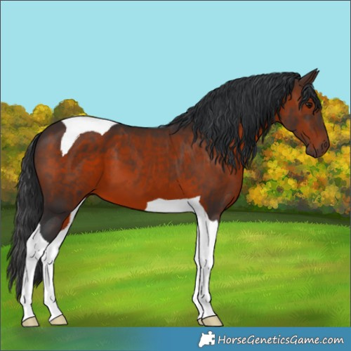 Horse Color:Brown Tobiano
