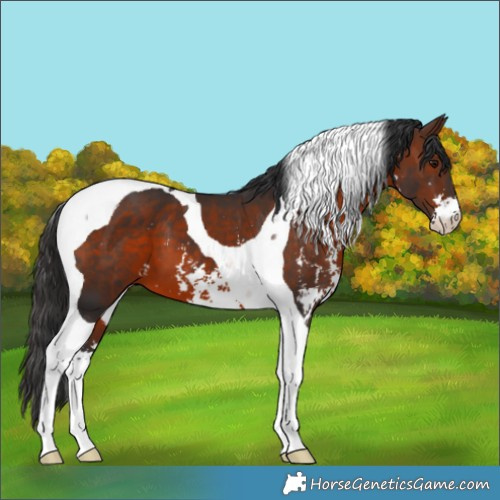 Horse Color:Brown Sabino Tobiano 