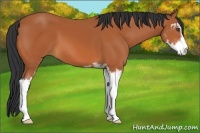 Horse Color:Bay Sabino 