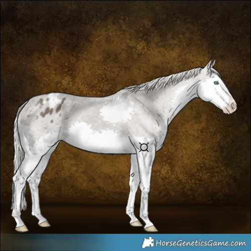 Horse Color:Silver Black Splash Appaloosa 