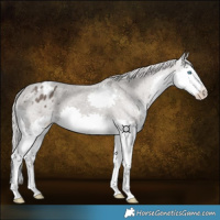 Horse Color:Silver Black Splash Appaloosa