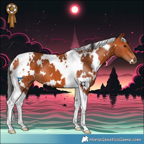 Horse Color:White Spotted Bay Tobiano 