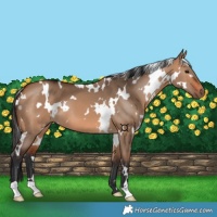 Horse Color:White Spotted Bay Dun