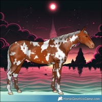 Horse Color:White Spotted Silver Bay Varnish 
