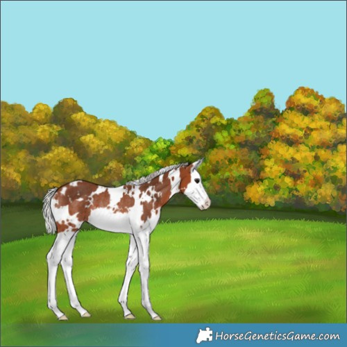 Horse Color:White Spotted Silver Brown Splash Rabicano 