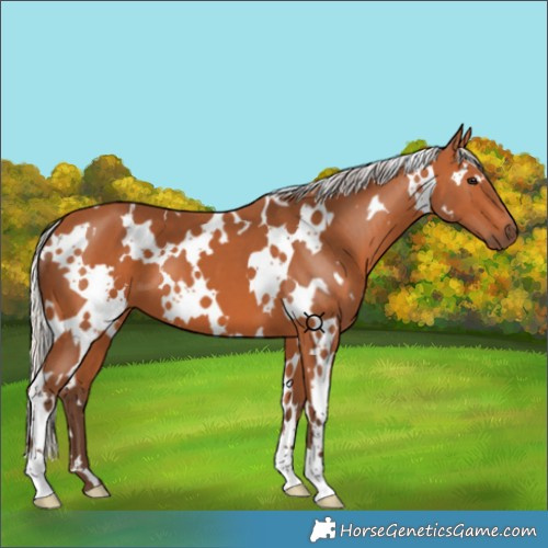 Horse Color:White Spotted Silver Bay
