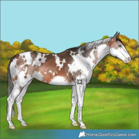 Horse Color:White Spotted Bay Splash 