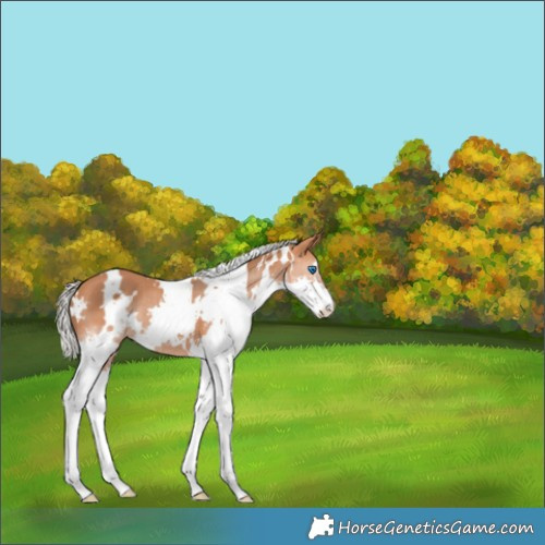 Horse Color:White Spotted Silver Bay Splash 