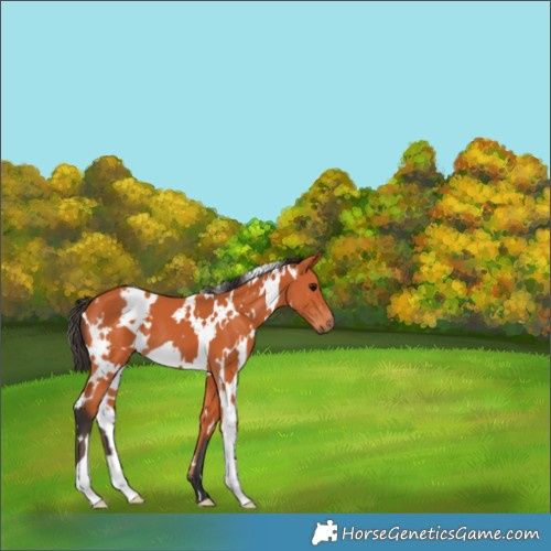 Horse Color:White Spotted Bay 