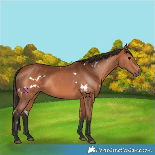 Horse Color:White Spotted Bay