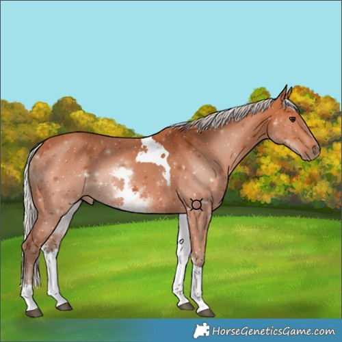 Horse Color:White Spotted Silver Bay Tobiano 