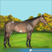 Horse Color:White Spotted Bay Dun