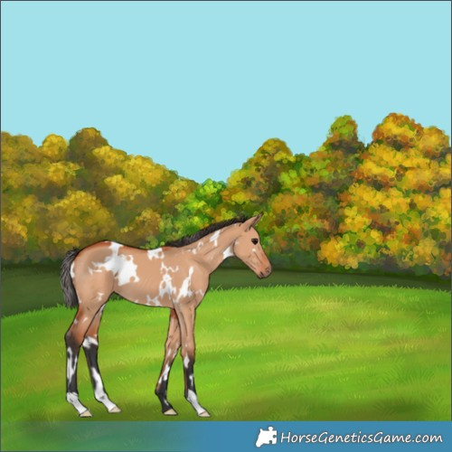 Horse Color:White Spotted Bay Dun 