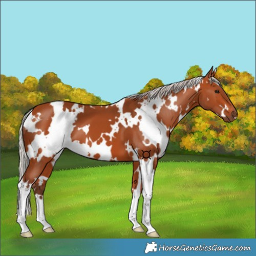 Horse Color:White Spotted Silver Bay 