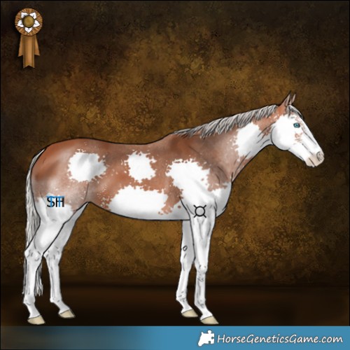 Horse Color:Silver Bay Sabino Splash 