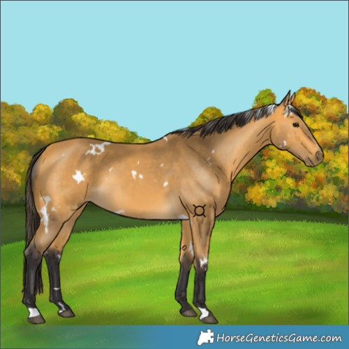 Horse Color:White Spotted Buckskin 