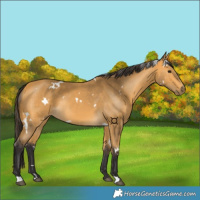 Horse Color:White Spotted Buckskin 