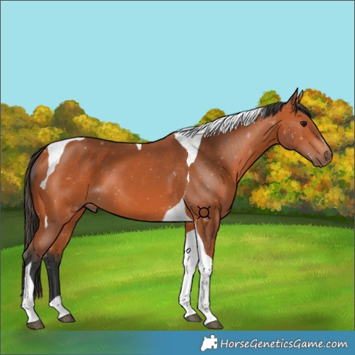 Horse Color:Bay Tobiano 