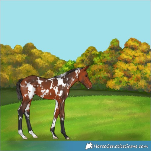 Horse Color:White Spotted Bay 