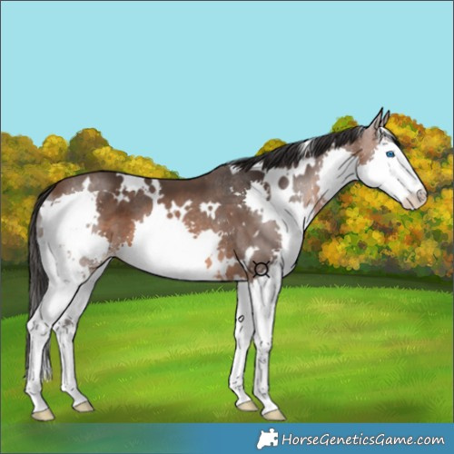 Horse Color:White Spotted Brown Splash 