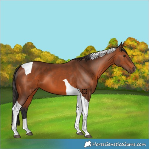 Horse Color:Bay Tobiano 