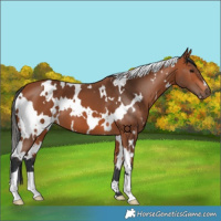 Horse Color:White Spotted Bay 