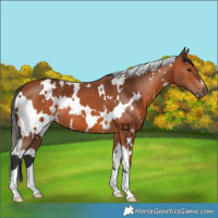 Horse Color:White Spotted Bay