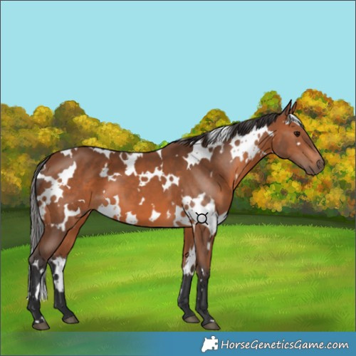 Horse Color:White Spotted Bay 