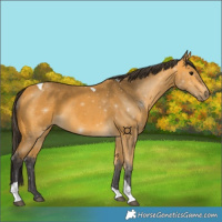 Horse Color:Buckskin Tobiano 