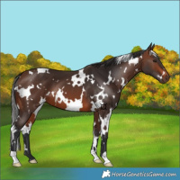 Horse Color:White Spotted Brown