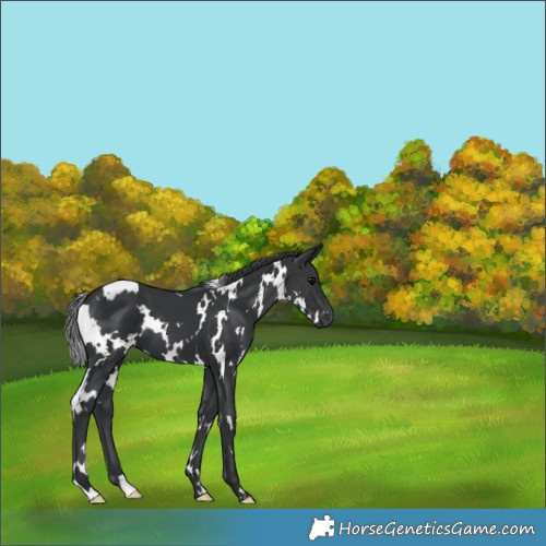 Horse Color:White Spotted Black 